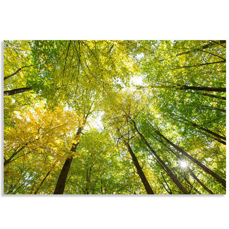 Peel & Stick Border, 66" L x 96" W