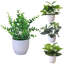 9.4'' Faux Bonsai Plant in Pot-310995810-318553636