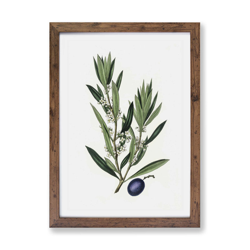 Olive Tree Flowers Illustration - Framed Print, Walnut, 45cm H x 63cm W x 2cm D