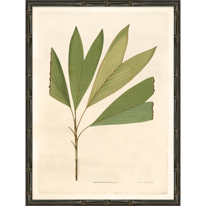 «Palm Fronds», reproduction d'impression encadrée