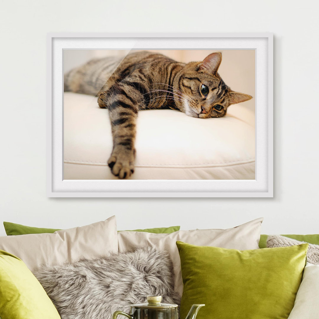 Gerahmtes Poster Chill Out Cat