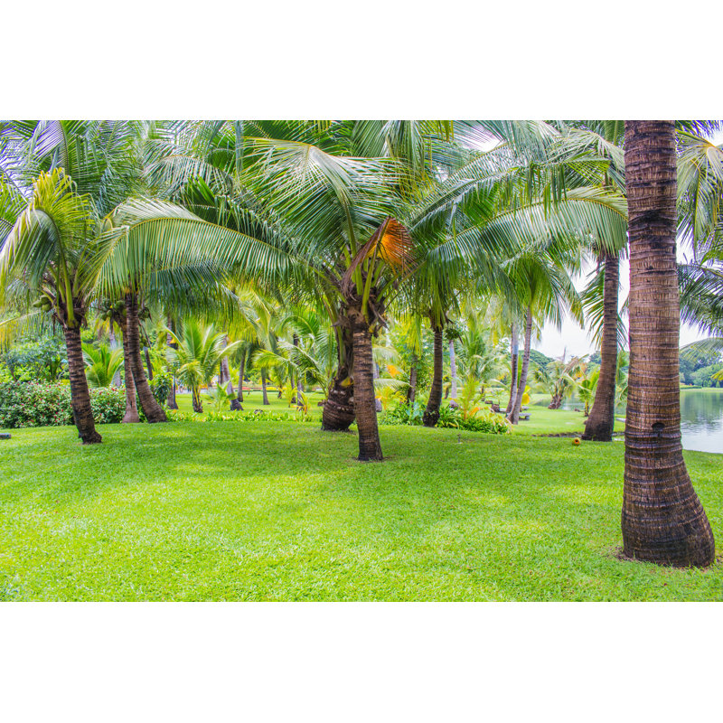 Coconut Garden - Wrapped Canvas Print, 30cm H x 46cm W