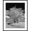 Infrared Trees In Wheat Field Giclee Print