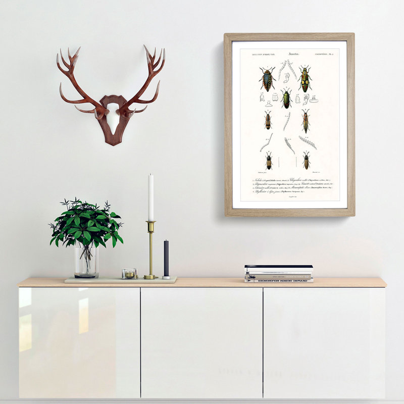 Beetle Illustration PL.4 by Charles D'Orbigny - Single Picture Frame Print, 33cm H x 24cm W x 2cm D, Oak Framed