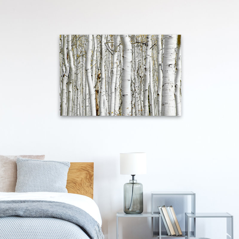 Bouleau - paysages, photographie, arbres, art, H 24 po x l 36 po