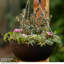 Hanging Planter-111646214