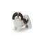 Shih Tzu debout