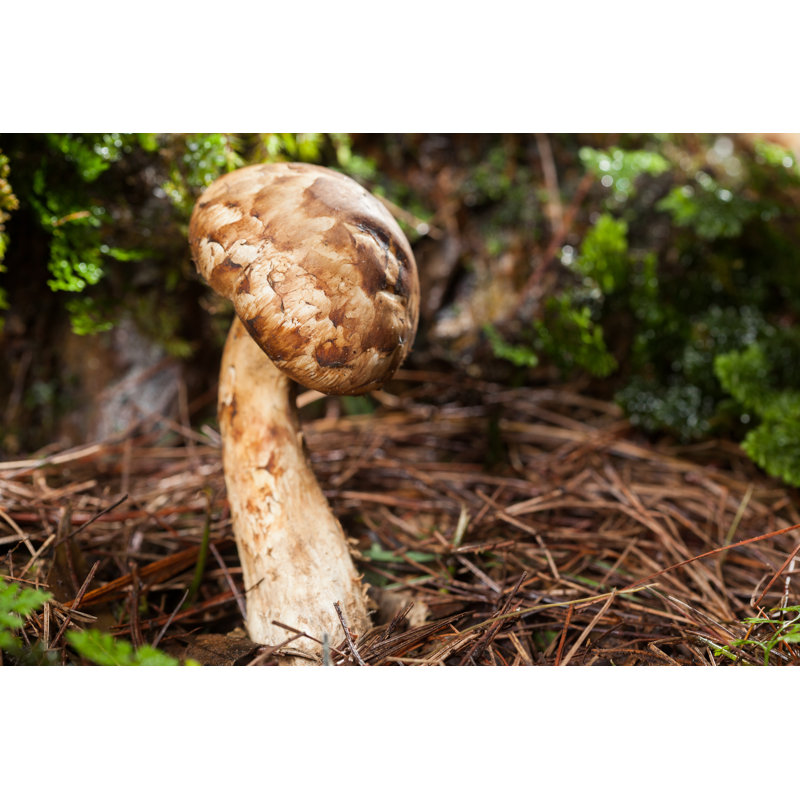 Matsutake Mushroom - Photographie sur toile tendue, H 8 po x l 12 po
