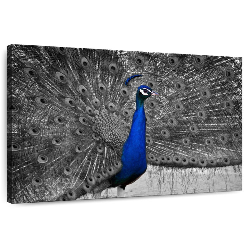 Brampt Peacock Pop, 8" H x 12" W