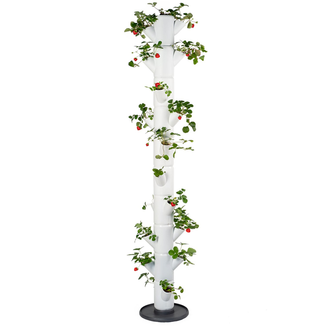 Gusta Garden White Sissi Strawberry Easy-Watering Strawberry Tree - Infinity - Image 3