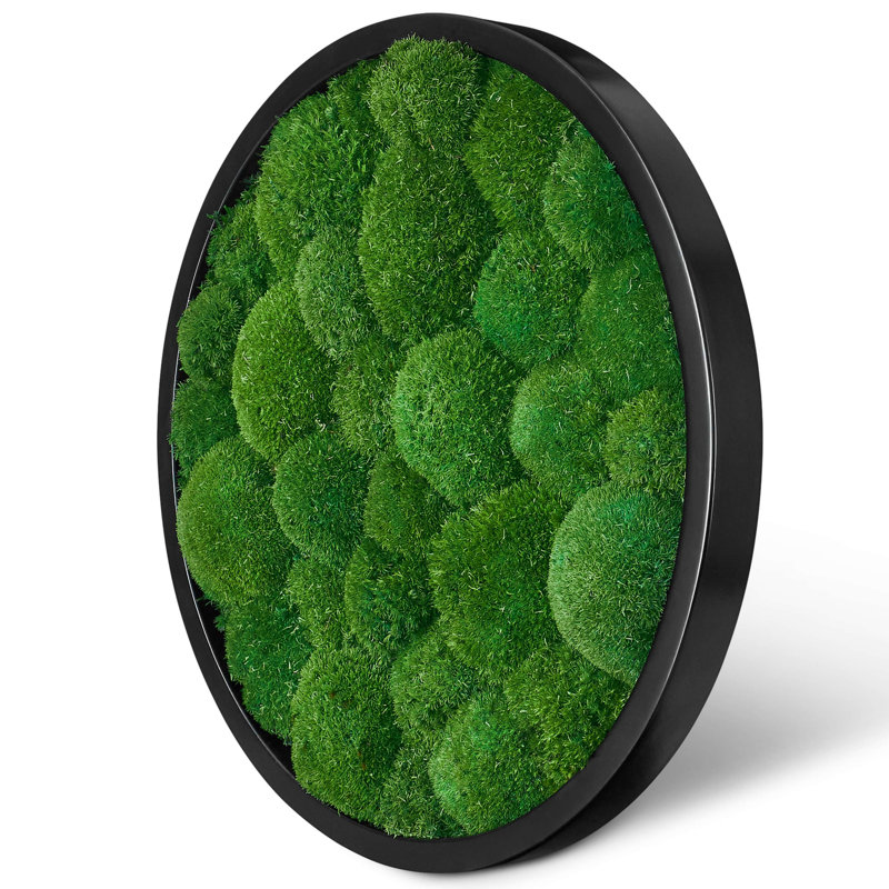 Moosbild Islandmoos Wall Décor, Black, 50 cm H x 50 cm W x 8cm D