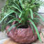 Pot à fleurs statue "Toad Hollow" Classic-848640332