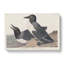 Foolish Guillemots by John Audubon - Wrapped Canvas Painting-55304026