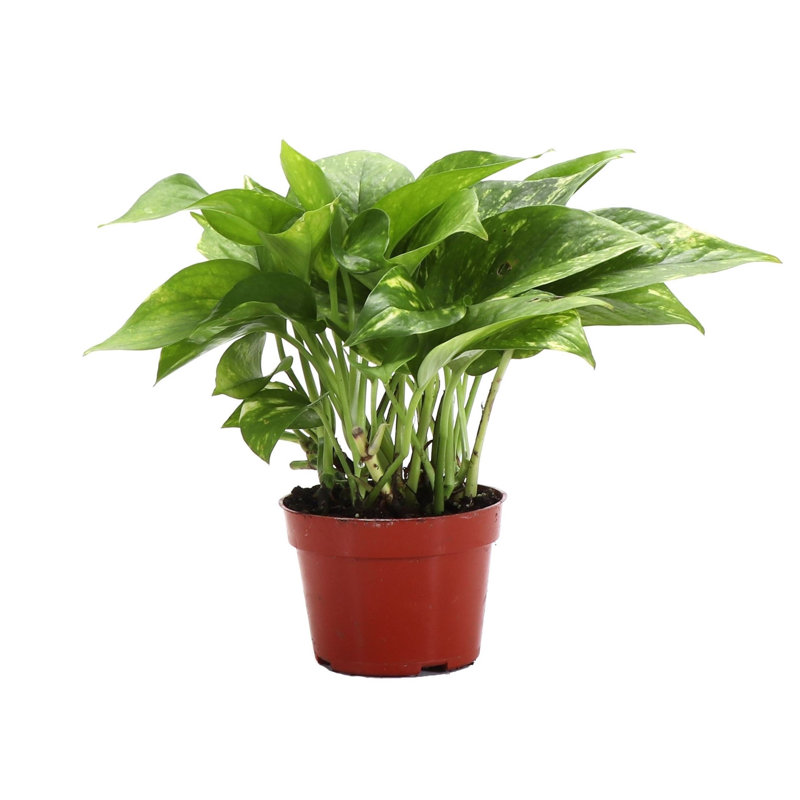 Live Golden Pothos Plant, 6"" H X 4"" W X 4"" D