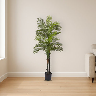 Robellini Palm Tree