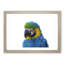 Macaw Parrot - Framed Print-55577501-55577503