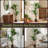 Primrue Set of Two Yucca Artificial Trees