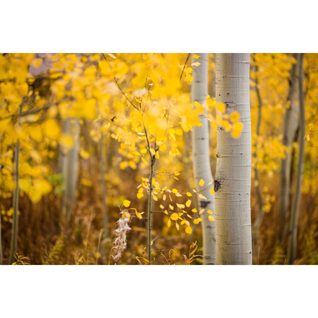 Espenbäume in Colorado