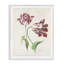 «Classic Tulip Study Gray», art de la giclée par Jacob Marrel-814112619-814112617