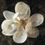 «Magnolia I» par John Seba - Estampe numérique sur toile tendue avec châssis-72035719-72035718-72035722