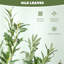 180cm Faux Olive Plant in Pot