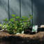  Lit de jardin surélevé 48 "x 24" avec pieds, jardinière en bois