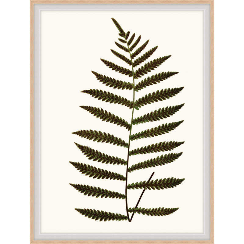 Elevated Undergrowth 5 Print by Art House Studios, 33" H x 25" W x 2" D
