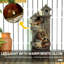 Animals Resin Garden Statue