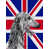 Deerhound écossais 2 sélectionné