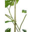 ARBRE 5 pieds MONSTERA GROWER