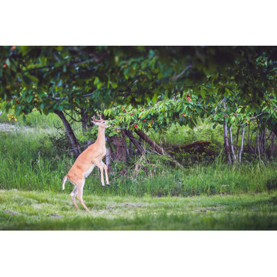 Deer Standing On Hind Legs And Eating Cherries 651169826