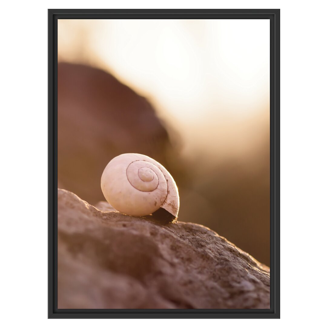 Gerahmtes Wandbild kleine Schnecke auf Stein