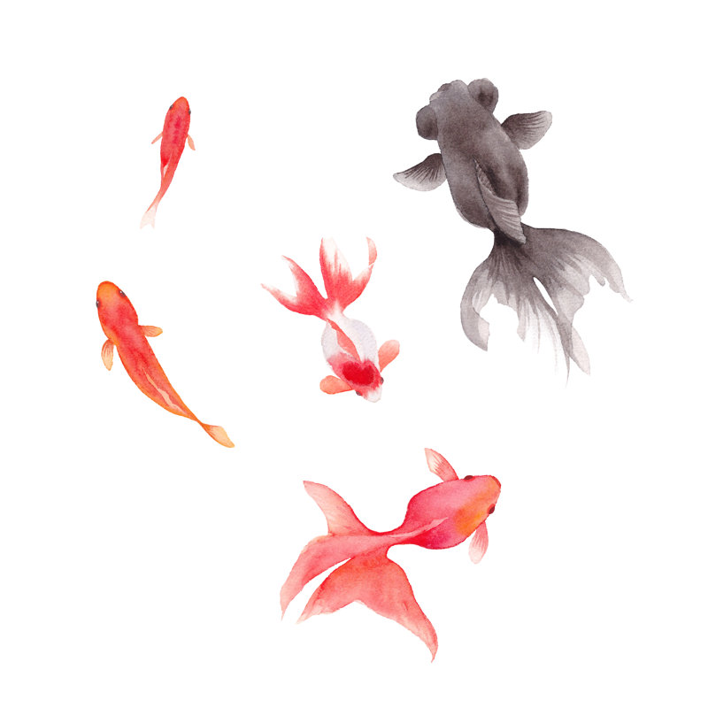 Illustration de poisson rouge Lightbourne sur toile, H 12 po x l 12 po