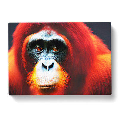 Enlivening Orangutan - Wrapped Canvas