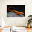 Gecko Brampt-108708181