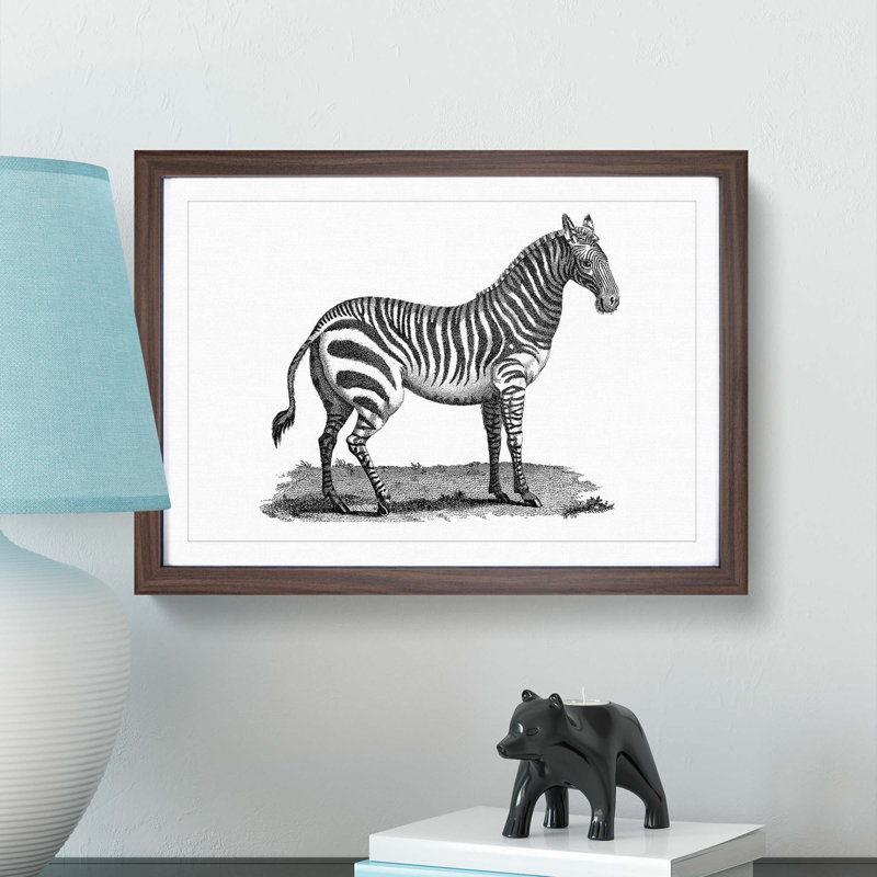 Zebra in Black & White by George Shaw - Picture Frame Drawing Print, Walnut Framed, 48cm H x 65cm W x 2cm D