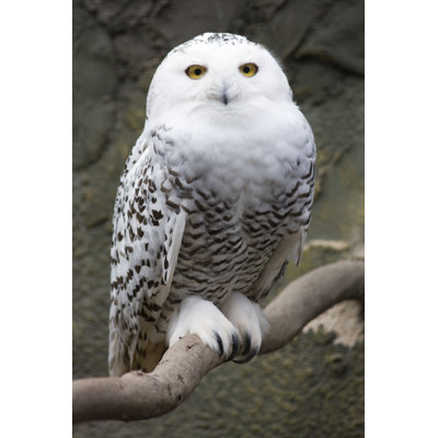 Snowy Owl by P-Pix