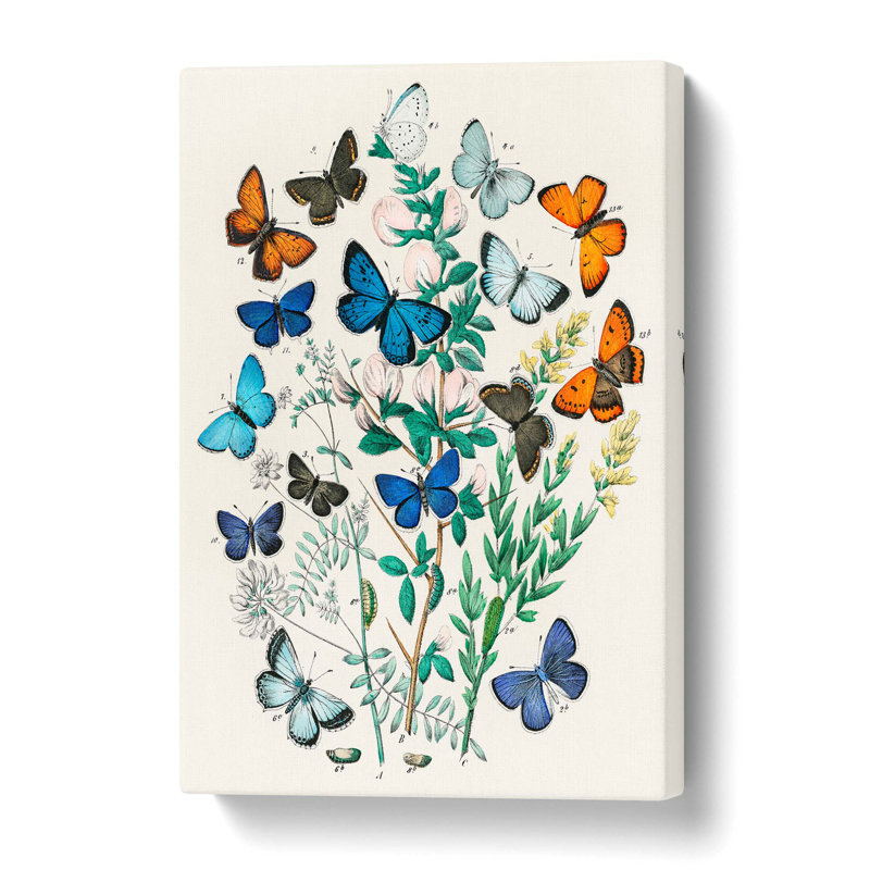 Butterflies & Moths - Wrapped Canvas Painting, 50 cm H x 35 cm W