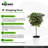 Ficus 18 po