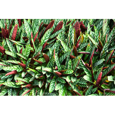 Calathea Leaves Plant - Photographie sur toile tendue