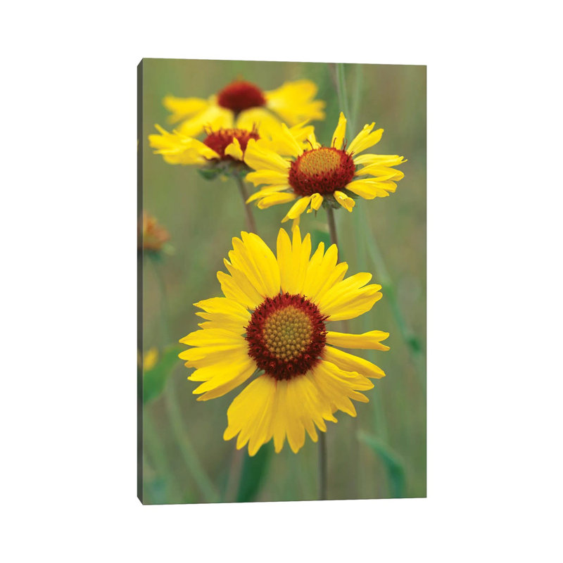 Blanketflower Close Up Showing Dense Pistils In Center, North America by Tim Fitzharris - No Frame Gallery-Wrapped Canvas Giclée on Canvas