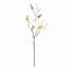 Magnolia Etoile-981108772