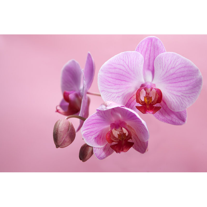 Gilli Pink Orchid Flower - Wrapped Canvas Print, 81cm H x 122cm W x 3.8cm D