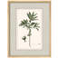 Botanical Herb Framed Wall Art Prints - Minimal Green Plant for Kitchen Dining Room-125120374-125120375