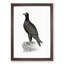 Mountain Eagle Illustration - Framed Print-55617674-55617675