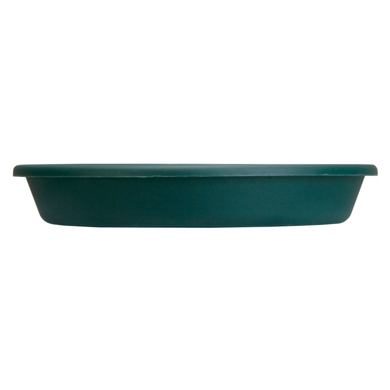 Soucoupe Iseminger, H 3 po x l 17,63 po x P 17,63 po, À feuilles persistantes