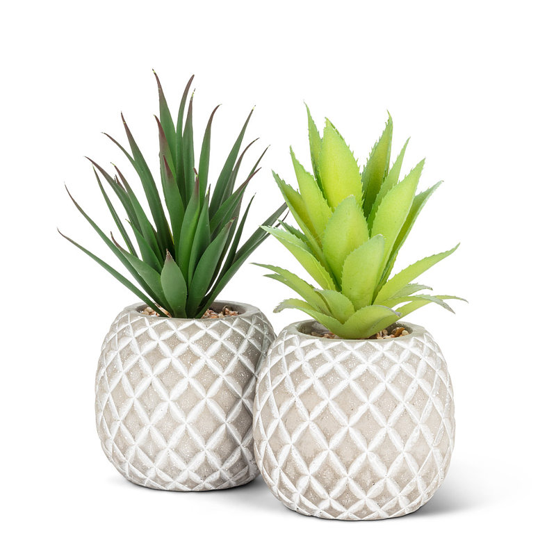 Plante grasse dans une plante ananas