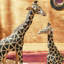 Set Of 2 Standing Giraffe