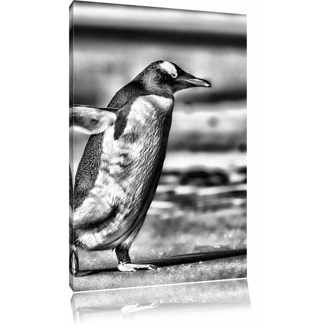 Leinwandbild Pinguin am Strand in Monochrom