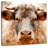 Brampt Mighty Bull-109388822